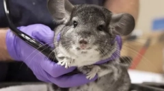 Защо chinchilla sneezes какво да правя